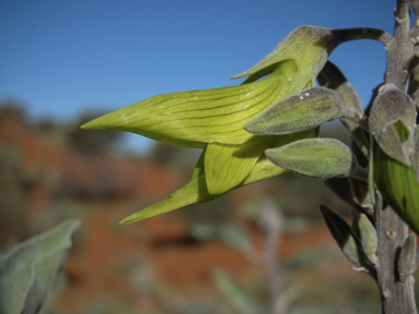 APII jpeg image of Crotalaria cunninghamii subsp. sturtii  © contact APII