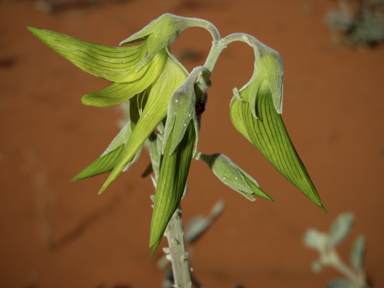 APII jpeg image of Crotalaria cunninghamii subsp. sturtii  © contact APII