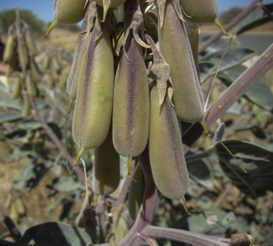 APII jpeg image of Crotalaria cunninghamii subsp. cunninghamii  © contact APII