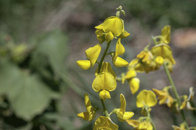 APII jpeg image of Crotalaria dissitiflora subsp. dissitiflora  © contact APII