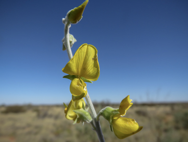 APII jpeg image of Crotalaria eremaea subsp. eremaea  © contact APII