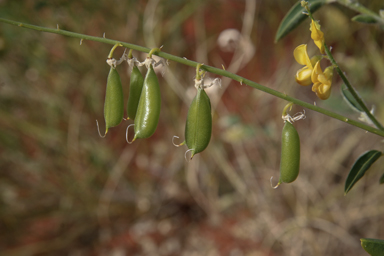 APII jpeg image of Crotalaria eremaea subsp. strehlowii  © contact APII