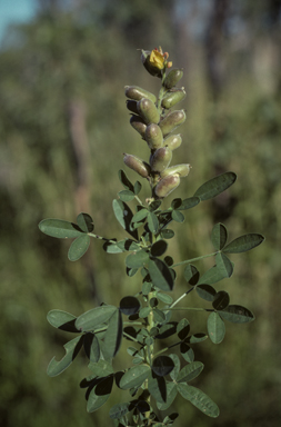 APII jpeg image of Crotalaria goreensis  © contact APII