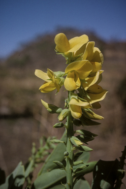 APII jpeg image of Crotalaria novae-hollandiae subsp. crassipes  © contact APII