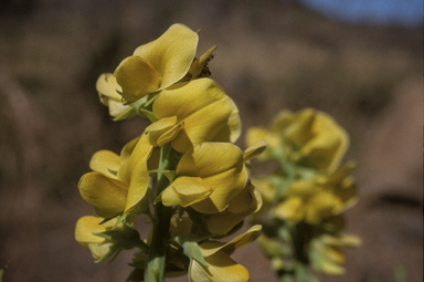 APII jpeg image of Crotalaria novae-hollandiae subsp. crassipes  © contact APII