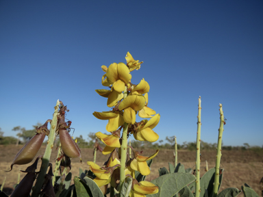 APII jpeg image of Crotalaria novae-hollandiae subsp. novae-hollandiae  © contact APII