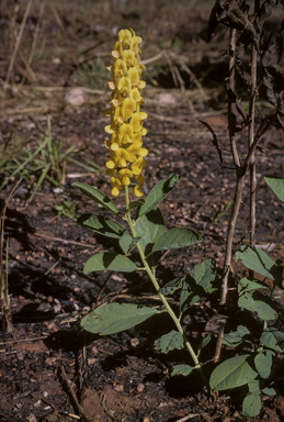 APII jpeg image of Crotalaria novae-hollandiae subsp. novae-hollandiae  © contact APII