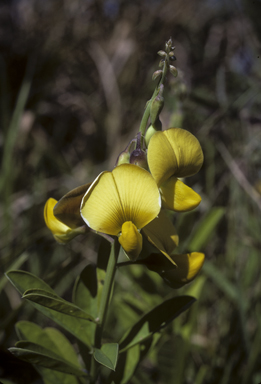 APII jpeg image of Crotalaria retusa  © contact APII