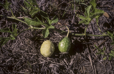 APII jpeg image of Cucumis anguria var. anguria  © contact APII