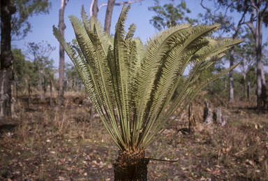 APII jpeg image of Cycas maconochiei  © contact APII