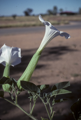 APII jpeg image of Datura innoxia  © contact APII