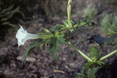 APII jpeg image of Datura stramonium  © contact APII