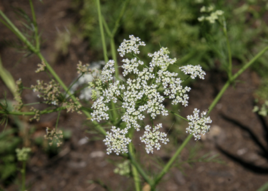 APII jpeg image of Daucus carota  © contact APII