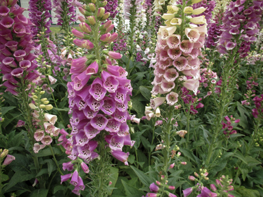 APII jpeg image of Digitalis purpurea  © contact APII