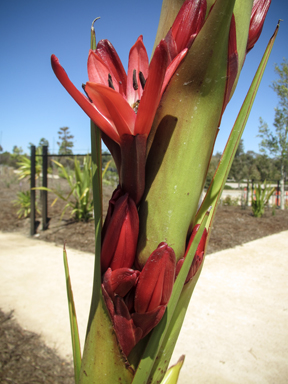 APII jpeg image of Doryanthes palmeri  © contact APII