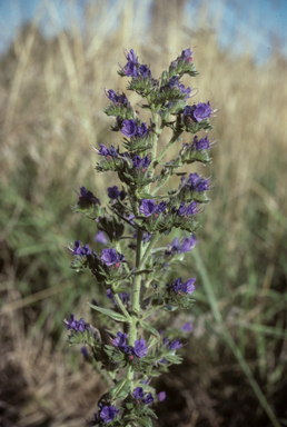 APII jpeg image of Echium vulgare  © contact APII