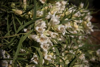 APII jpeg image of Eremophila mitchellii  © contact APII