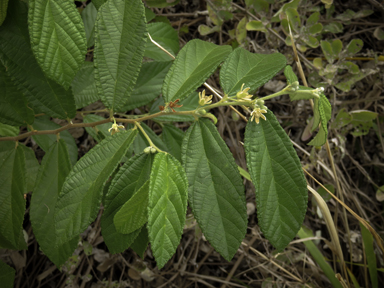 APII jpeg image of Grewia latifolia  © contact APII