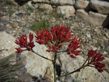 APII jpeg image of Haemodorum coccineum  © contact APII