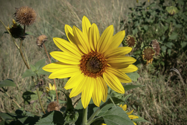 APII jpeg image of Helianthus annuus  © contact APII