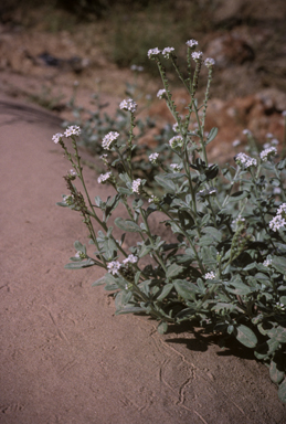 APII jpeg image of Euploca ovalifolia  © contact APII