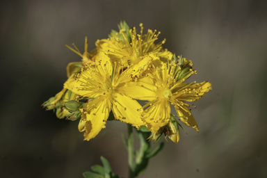 APII jpeg image of Hypericum perforatum  © contact APII