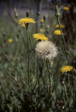 APII jpeg image of Hypochaeris radicata  © contact APII