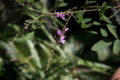 APII jpeg image of Indigofera australis  © contact APII