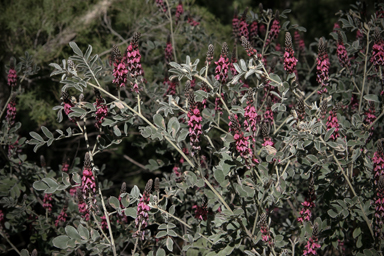 APII jpeg image of Indigofera georgei  © contact APII