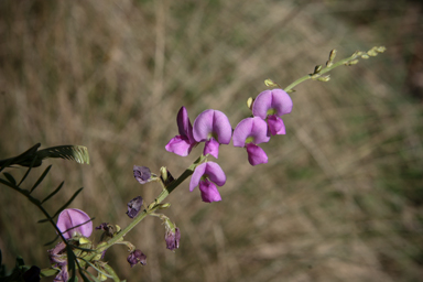 APII jpeg image of Indigofera pratensis  © contact APII