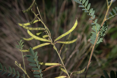 APII jpeg image of Indigofera pratensis  © contact APII