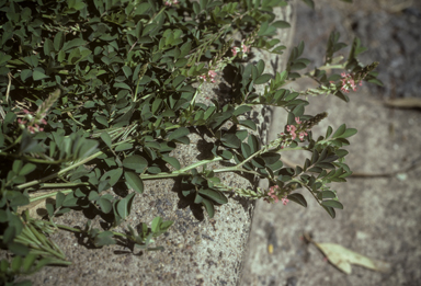 APII jpeg image of Indigofera spicata  © contact APII