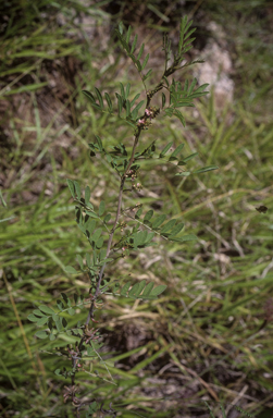 APII jpeg image of Indigofera suffruticosa  © contact APII