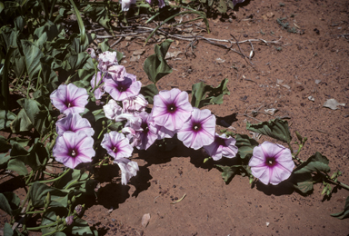 APII jpeg image of Ipomoea polpha subsp. weirana  © contact APII