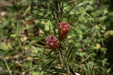 APII jpeg image of Lambertia formosa  © contact APII