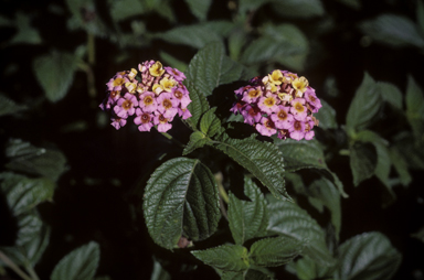 APII jpeg image of Lantana camara  © contact APII