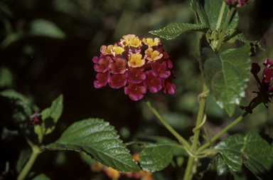 APII jpeg image of Lantana camara  © contact APII