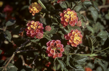 APII jpeg image of Lantana camara  © contact APII