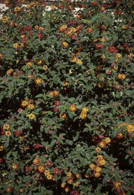 APII jpeg image of Lantana camara  © contact APII