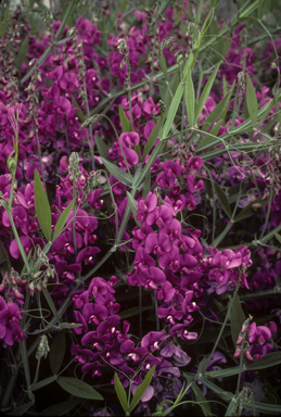 APII jpeg image of Lathyrus latifolius  © contact APII