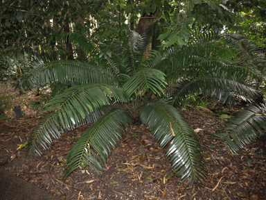 APII jpeg image of Lepidozamia hopei  © contact APII