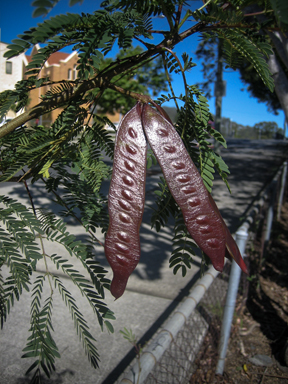 APII jpeg image of Leucaena leucocephala  © contact APII