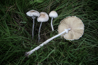 APII jpeg image of Macrolepiota clelandii  © contact APII