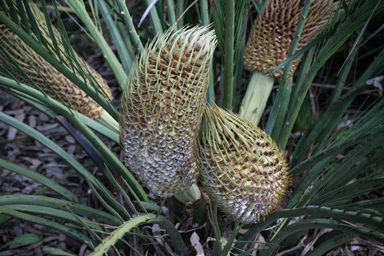 APII jpeg image of Macrozamia fraseri  © contact APII