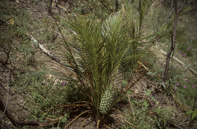 APII jpeg image of Macrozamia mountperriensis  © contact APII