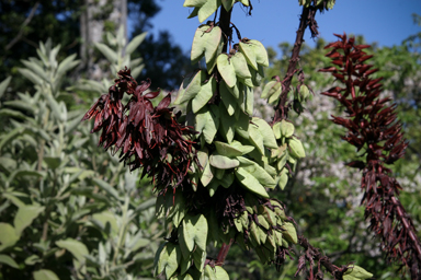 APII jpeg image of Melianthus major  © contact APII