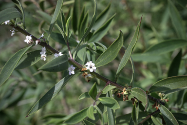 APII jpeg image of Myoporum  © contact APII