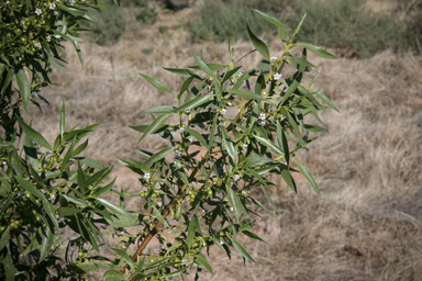 APII jpeg image of Myoporum montanum  © contact APII