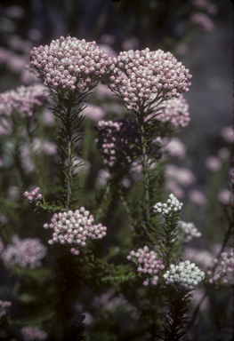 APII jpeg image of Ozothamnus diosmifolius  © contact APII