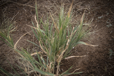 APII jpeg image of Panicum effusum  © contact APII